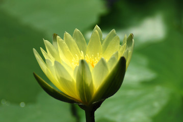 Obraz premium Clous up Yellow Lotus flower or Nymphaea nouchali or Nymphaea stellata is a water lily of genus Nymphaea. beautiful nature texture background