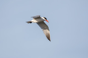 Flying Caspian Tern