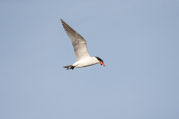 Flying Caspian Tern