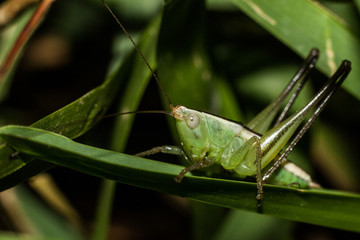 Green grasshopper closeup