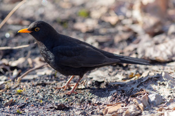 portrait of a blackbird
