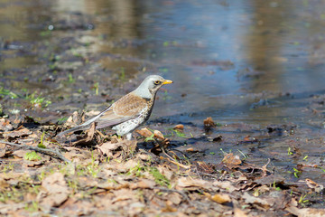 fieldfare in spring