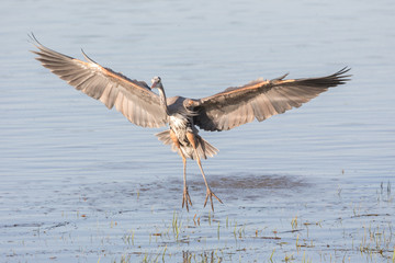Great blue heron