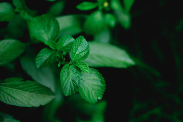 Organically grown Nalta Jute plant. Selective focus. Copy space at the right.