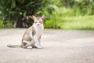 ิbeauty full cat thai