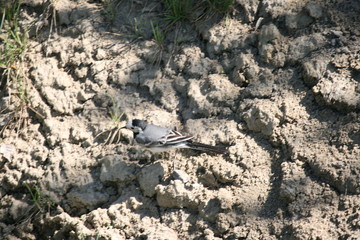 Bachstelze  am Ackerrand