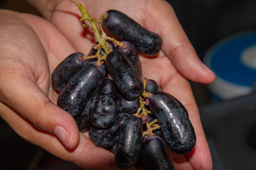 Hands Holding Moon Drop grapes or Purple Witch Fingers Grapes.