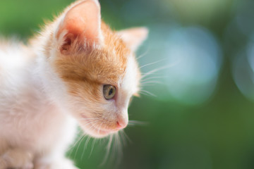 ิbeauty full cat thai