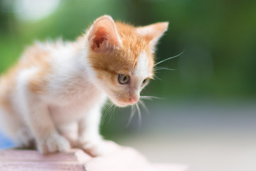 ิbeauty full cat thai