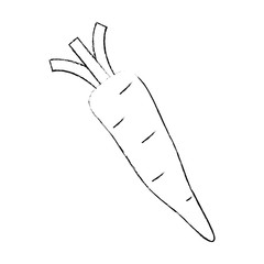 fresh carrot vegetarian food vector illustration design