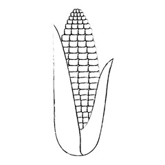 fresh corn vegetarian food vector illustration design