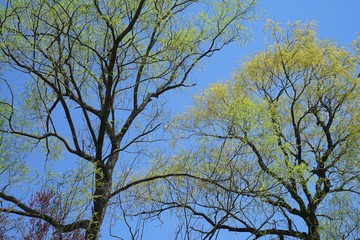 low angle view of spring tree branch