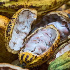 Cocoa Beans and Cocoa Fruits.