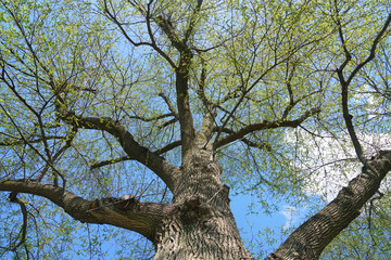  low angle view of spring tree branch