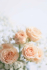 Obraz na płótnie Canvas Blur effect, soft focus flowers background with bouquet of pale pink roses.Close up. Beautiful Holiday background