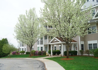 apartment building with spring trees and flower blooming