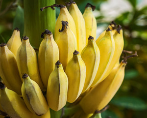 Cultivated banana real nature.