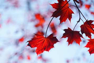 close up on red maple leaves and branches