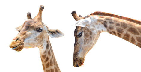 Naklejka premium giraffe head isolated on white background with clipping path