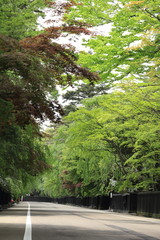 角館　武家屋敷　新緑　5月