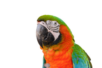 Head shot of Scarlet macaws (Ara macao) isolated on white background with clipping path