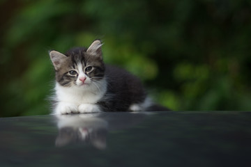 ิbeauty full cat thai