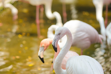 Naklejka premium Close up of beautiful pink flamingos bird (Phoenicopterus ruber) in the water