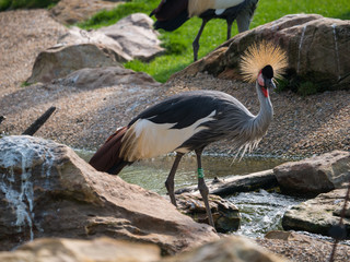 Grue couronnée