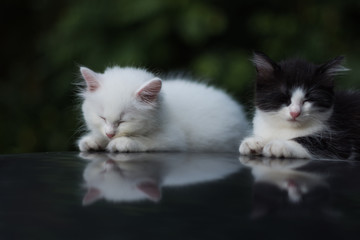 ิbeauty full cat thai