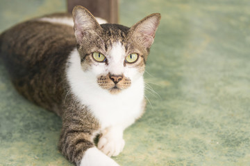 ิbeauty full cat thai