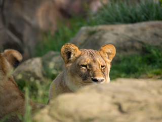 Lion