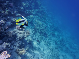 underwater world of the sea, two butterfly fishes, corals, against the background of the sea bottom and the blue depth of the sea, the Red Sea, Egypt.