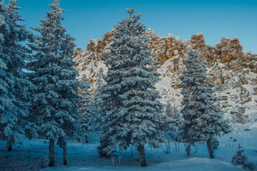 Snow-covered forest in the mountains at dawn.