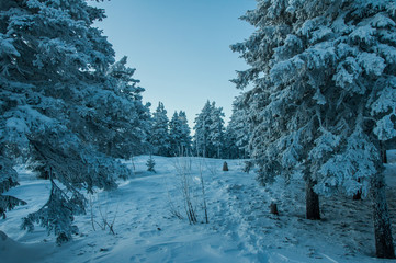 Snow-covered forest in the mountains at dawn.