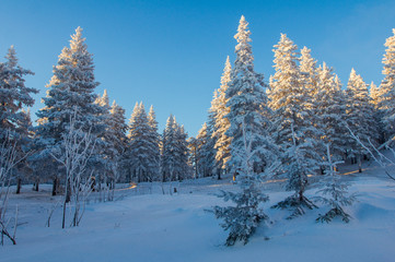 Snow-covered forest in the mountains at dawn.