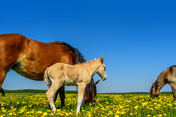 horses grazing on the field of dandelions