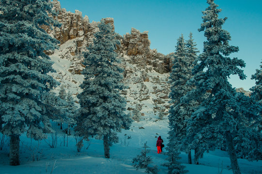 Fototapeta Snow-covered forest in the mountains at dawn.