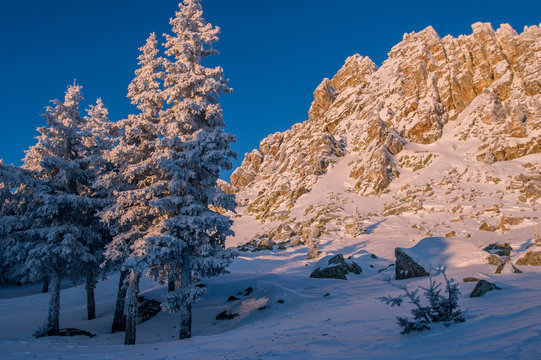 Fototapeta Snow-covered forest in the mountains at dawn.