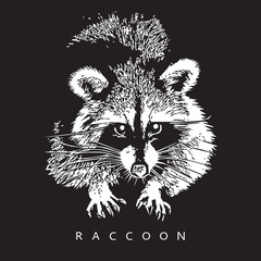 Raccoon - realistic portrait on black background.
Black and white vector illustration in style of engraving, graphic design element for logo (logotype) or template. Cute animal of North America. 