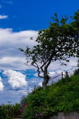 Obraz premium Single Tree and Clouds