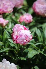 Red And Pink Peony
