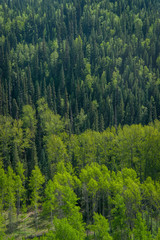 Obraz premium Different Forest Types in Spring - Green-Up - Valley & Hill 