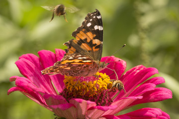 Fototapeta na wymiar Painted lady butterfly and honey bees on a dahlia flower.