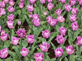 violet tulips flowers blooming in a garden