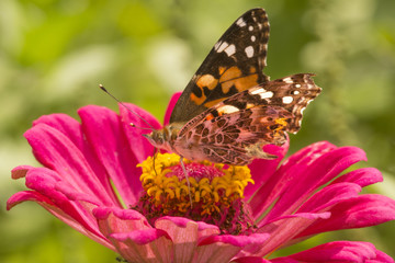 Painted lady butterfly on a dahlia flower in Connecticut.