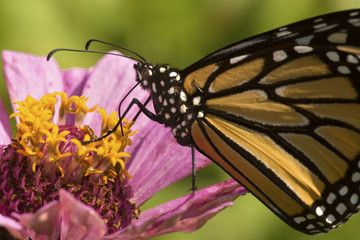 Monarch butterfly on a dahlia flower in Connecticut.