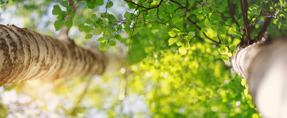 New birch leaves on green spring background. Fresh foliage in the forest in nature with beautiful sunlight