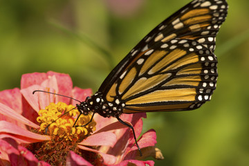 Monarch butterfly on a dahlia flower in Connecticut.