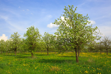 Blossom apple trees and blue sky.