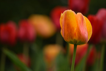 colorful tulips in blossom